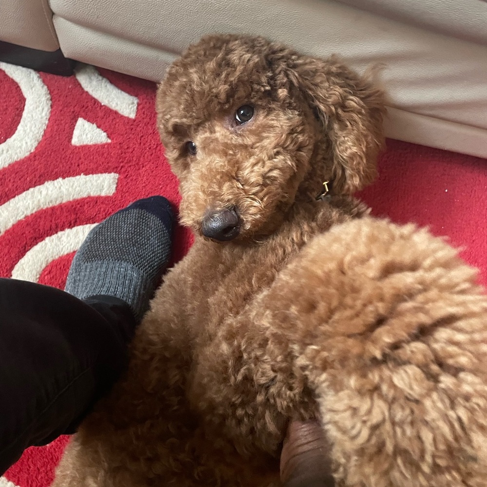 Meet your Posher, Issa